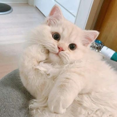 Anthony Ginting avatar